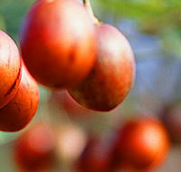 Tropical Fruit World - Tweed Heads Accommodation