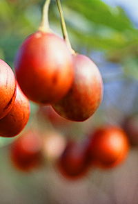 Tropical Fruit World - Tweed Heads Accommodation 0