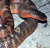 Armadale Reptile  Wildlife Centre - Tweed Heads Accommodation