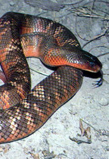 Armadale Reptile & Wildlife Centre - Tweed Heads Accommodation 0