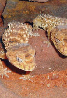 Armadale Reptile & Wildlife Centre - Tweed Heads Accommodation 1