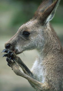 Armadale Reptile & Wildlife Centre - Tweed Heads Accommodation 2