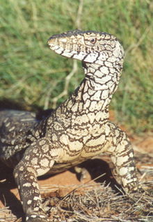 Armadale Reptile & Wildlife Centre - Tweed Heads Accommodation 3