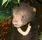 Perth Zoo - Tweed Heads Accommodation