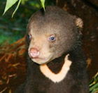 Perth Zoo - Tweed Heads Accommodation 0