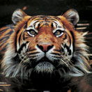 Perth Zoo - Tweed Heads Accommodation 2