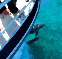 Pelican Charters - Tweed Heads Accommodation