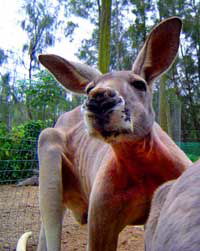 Birdland Animal Park - Tweed Heads Accommodation 3