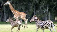 Mogo Zoo - Tweed Heads Accommodation 2