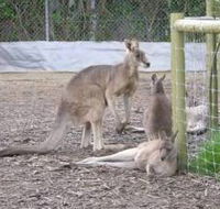 Jirrahlinga Koala  Wildlife Sanctuary - Tweed Heads Accommodation