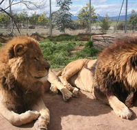 Mansfield Zoo - Tweed Heads Accommodation