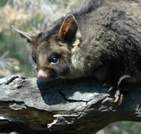 Moonlit Sanctuary Wildlife Conservation Park - Tweed Heads Accommodation