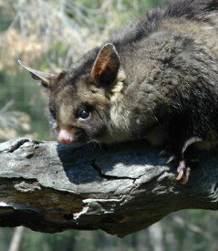 Moonlit Sanctuary Wildlife Conservation Park - Tweed Heads Accommodation 0
