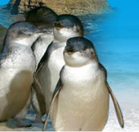 Phillip Island Penguin Parade - Tweed Heads Accommodation