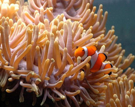Reef HQ Great Barrier Reef Aquarium - Tweed Heads Accommodation 0