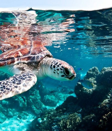 Reef HQ Great Barrier Reef Aquarium - Tweed Heads Accommodation 1