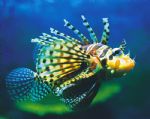 Underwater World - Tweed Heads Accommodation 0