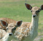 Marapana Wildlife Park - Tweed Heads Accommodation