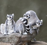 Adelaide Zoo - Tweed Heads Accommodation