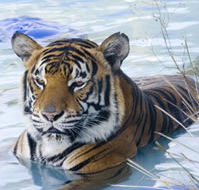 Zoo Doo Wildlife Park - Tweed Heads Accommodation