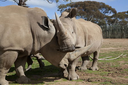 Monarto Zoo - Tweed Heads Accommodation 0