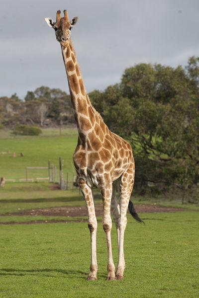 Monarto Zoo - Tweed Heads Accommodation 3