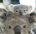 Billabong Koala and Wildlife Park - Tweed Heads Accommodation