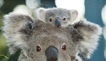 Billabong Koala And Wildlife Park - Tweed Heads Accommodation 0