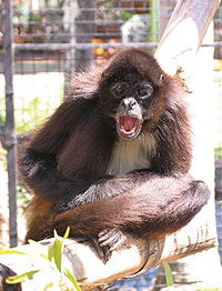 Billabong Koala And Wildlife Park - Tweed Heads Accommodation 1