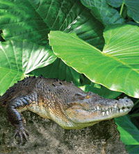 Billabong Koala And Wildlife Park - Tweed Heads Accommodation 2