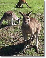 OZe Wildlife - Tweed Heads Accommodation 1