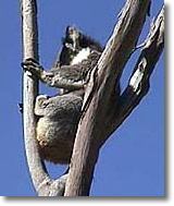 OZe Wildlife - Tweed Heads Accommodation 2