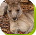 Calmsley Hill City Farm - Tweed Heads Accommodation
