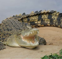 Dundee's Wildlife Park - Tweed Heads Accommodation