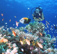 Drop Zone Dive Site - Tweed Heads Accommodation