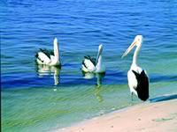 Noosa Everglades Discovery - Tweed Heads Accommodation 2