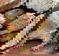 Alice Springs Reptile Centre - Tweed Heads Accommodation