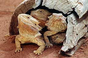 Alice Springs Reptile Centre - Tweed Heads Accommodation 0