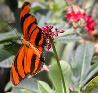 Butterfly Farm - Tweed Heads Accommodation