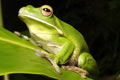 The Rainforest Habitat - Tweed Heads Accommodation 0