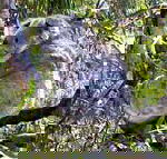 Koala Conservation Centre - Tweed Heads Accommodation