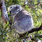 Koala Conservation Centre - Tweed Heads Accommodation 0