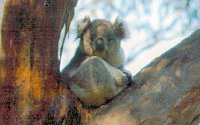Koala Conservation Centre - Tweed Heads Accommodation 2