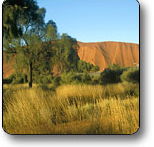 Uluru - Kata Tjuta National Park - Tweed Heads Accommodation