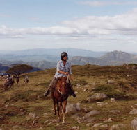 High Country Horses - Tweed Heads Accommodation
