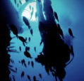 Scuba World - Tweed Heads Accommodation