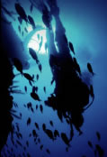 Scuba World - Tweed Heads Accommodation 0