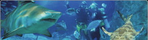 Scuba World - Tweed Heads Accommodation 1