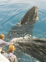 Storeyline Tours - Tweed Heads Accommodation 1