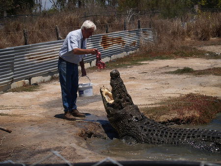 Koorana Saltwater Crocodile Farm - Tweed Heads Accommodation 1
